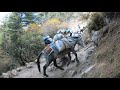 everest base camp trek farting donkey