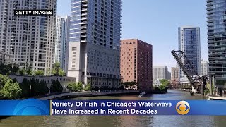 Nearly 60 Fish Types In Chicago Waters, Up From About 10