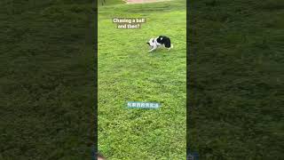 我是邊牧我不撿球 #bordercollie #shorts #cutedog #puppy #邊境牧羊犬 #dogplaying #park #dogplayingwithball