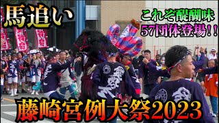 【熊本祭り】伝統名物!!馬追い  藤崎八旛宮秋季例大祭 2023(藤崎宮例大祭)