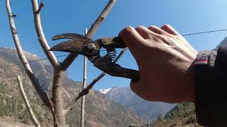 Work Day In Apple Farm || Danakyu, Manang