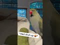 when dad’s being annoying… 🤬 talkingparrot talkingbird funnyanimals babyanimals parrot family