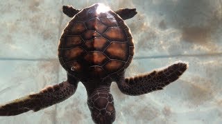 印尼民丹島海龜~sea turtles in Bindan island│猩巴達