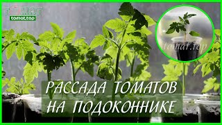 Рассада томатов на подоконнике в квартире и без подсветки! Стоит ли выращивать?