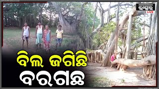 ବର୍ଷ ବର୍ଷ ଧରି ଜଗି ବସିଛି ବରଗଛ, ପିଢି ପରେ ପିଢି ଗଲାଣି ବିତି କିନ୍ତୁ ସେମିତି ଠିଆ ହୋଇଛି ଏହି ବୁଢା ବରଗଛ