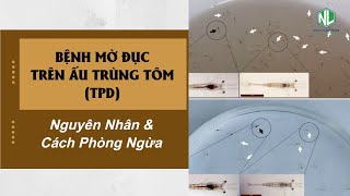 BỆNH MỜ ĐỤC TRÊN ẤU TRÙNG TÔM (TPD)