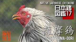 日本鶏図鑑17  薩摩鶏　The World of Native Japanese Chickens