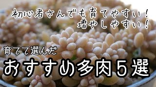 【初心者さんでも育てやすい、増やしやすいオススメ多肉植物Best５】一年以上育てている中から選びました