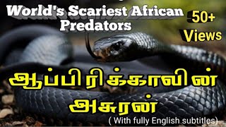 Balck Mamba I பிளாக் மாம்பா I World's Scariest African  Black Mamba Snake I மிகவும் கொடிய  பாம்பு