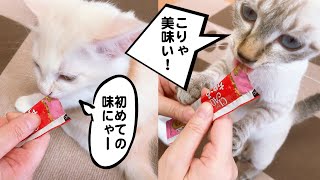 【保護猫】初めて「子猫用ちゅーる」を食べた反応が凄すぎる！最後はこうなった