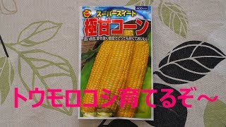 超お勧め・トウモロコシの栽培だよ【家庭菜園・四国4月上旬】