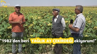 Yağlık Ay Çekirdeği (Toprak Hazırlığı, Ekimi, Hastalık ve Zararlıları) - Tarla Bitkileri