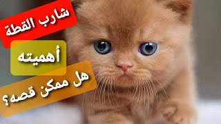 شوارب القطط وأهميتها وهل أقدر اقصها 😽😽#Animal_secrets#Dr_Amira_medhat