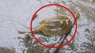 5 Most Mysterious Creatures Caught In Australia!