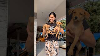 Pure happiness! Mom’s puppy surprise! 🐶🥰😘 #shorts #viralvideo #trending #youtubeshorts #puppy