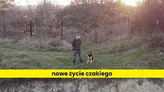 Pies zmienia się po adopcji (5 lat w schronisku)