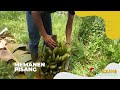 Memanen Pisang | BOCAH PETUALANG (20/06/22)