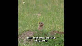 Meet the Yellow Mongoose: Africa's Red Meerkat!