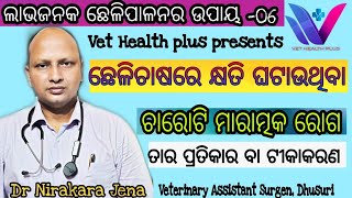 Diseases of goats \u0026 vaccination !ଛେଳିମାନଙ୍କର ମାରାତ୍ମକ ରୋଗ ଓ ପ୍ରତିକାର !Vet Health Plus !Dr N Jena !!