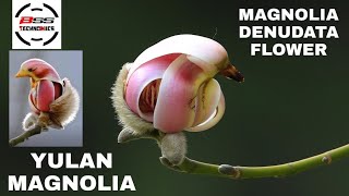 Yulan Magnolia Flower / Magnolia liliiflora Flower #nature #flowers #china