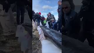 Discovering an Ancient 3000 Year Old Canoe in Lake Mendota, Wisconsin