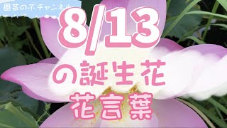 8/13の誕生花と花言葉【園芸のぶチャンネル】【８月】【１３日】【ガーデニング】【雑学】【トリビア】【ハス】