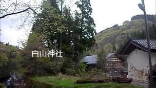 伐採　メタセコイア　金沢市湯涌曲　白山神社