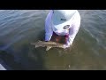 Head First Fishing for Snook in Tampa Bay