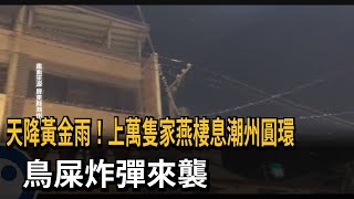 上萬隻家燕棲息潮州圓環 鳥屎炸彈宛如黃金雨－民視新聞