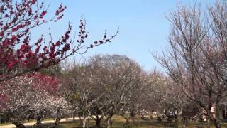 2015おおいた梅花　七瀬川自然公園