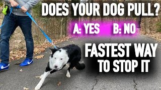 How to Stop Pulling: Don’t Fall for the Leash Training Lie
