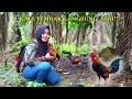 MIKAT AYAM HUTAN BERSAMA ISTRI TERCINT4