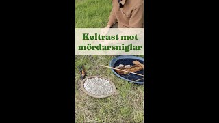 Koltrast mot Mördarsniglar - Trädgårdshacks med GardenR