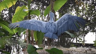 ハシビロコウ マリンバ小さい鳥に怒る／神戸どうぶつ王国