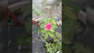 MINIATURE ROSE PLANT | BEAUTIFUL ROSE 💕💕#shorts