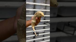 ใหญ่ที่สุดในโลก | #ตุ๊กแก #ตุ๊กแกยักษ์ #ตุ๊กแกยิ้ม #leachiegecko #balconzoo #exoticpet #สัตว์เลี้ยง