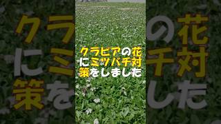 クラピアの花にミツバチの対策をしてみました #Shorts