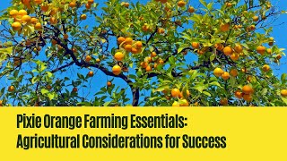 Pixie Orange Farming: Essential Agricultural Considerations for Success!