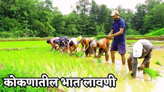 Rice Farming | bhat lavani konkan | कोकणातील पारंपारिक भात लावणी पद्धत