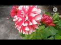 अपने डहलिया के फूलों में केवल कुछ दाने डालकर कमाल देखिए daheliya flowers best fertilizer dahliya