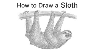 How to Draw a Sloth