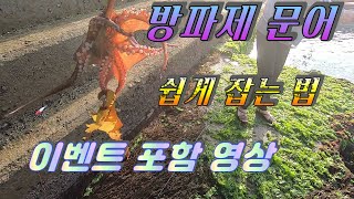 6월26일 문어 쉽게 잡는 방법 / 이렇게도 잡아?(이벤트포함 찬찬히 끝까지 봐주세요)