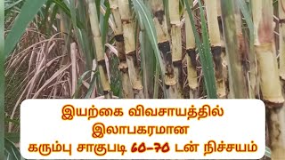 இயற்கை விவசாயத்தில் இலாபகரமான கரும்பு சாகுபடி | கரும்பு | விவசாயம் | Sugarcane Agriculture