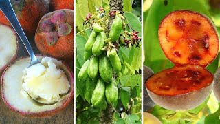 10 Frutas EXÓTICAS Mais INCRÍVEIS e CURIOSAS do Mundo (Parte 8)