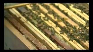 Reportage sur l'apiculture