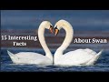 15 interesting facts about swan 🦢🦢 || Swan facts|| The Information Hunt