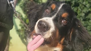 Pet Okulu Bernese Dağ Köpeği Cinsi Eğitimi !