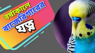 বর্ষাকালে পাখির যত্ন ও বাজারিগার পাখি পালন বাংলায় | Budgies bird care in rainey season (V-296)