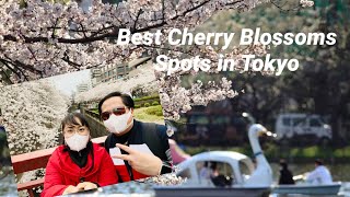 Best Cherry Blossoms Viewing Spots in Tokyo|Sakura Viewing Tour|Spring Season in Japan 2021