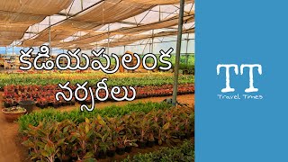 కడియపులంక నర్సరీలు|Nurseries In Kadiyapu Lanka|